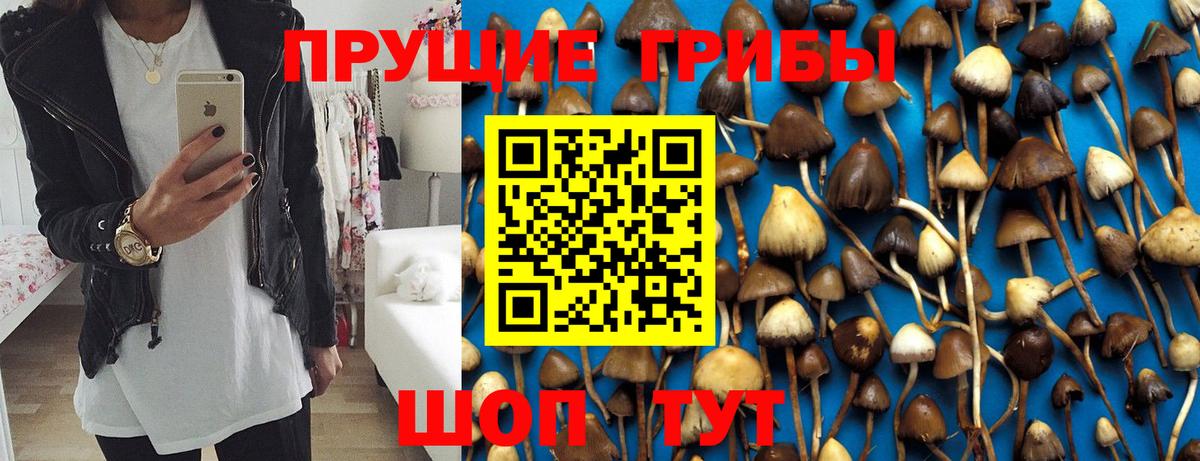 Галлюциногенные грибы Psilocybine cubensis Краснокамск